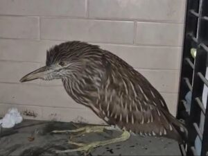 Hallan extraña ave nocturna en CDMX