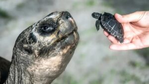 Una tortuga gigante de Galápagos se convirtió en padre a los 134 años