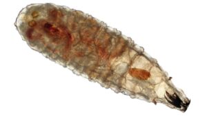 Yucatán reporta quinto caso humano de gusano barrenador