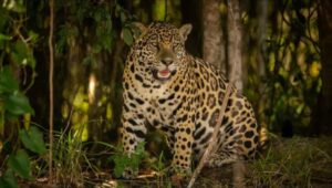 Empresa de energía impulsará la protección del jaguar en Tamaulipas