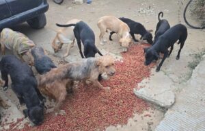 Sacrificaban perros para consumo humano en Oaxaca