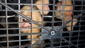 Rescatan 10 monos capuchinos transportados ilegalmente en Tabasco
