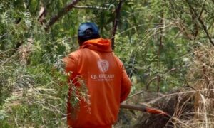 Retiro de lirio en el Querétaro 2000 concluirá la próxima semana