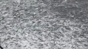 Sorprende llegada de miles de sardinas a la playa principal de Puerto Escondido
