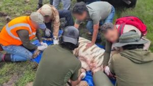 Capturan al tigre de Bengala que escapó en Edomex tras cinco días de operativo