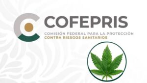 Cofepris aclara que la marihuana no es legal en México pese a fallo de la Suprema Corte