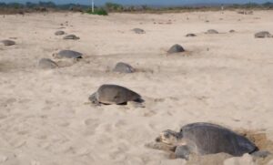 Vigila Profepa arribo de 21 mil tortugas golfinas en Oaxaca
