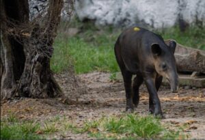 Santuario del Tapir en Kinchil, Yucatán, podría concretarse a finales de año