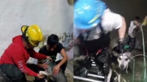 Rescatan a hombre y su perro de canal pluvial en Guadalajara