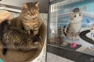 El refugio de gatos más viral del mundo está en un aeropuerto internacional y tiene a tres felinos patrullando las puertas de embarque