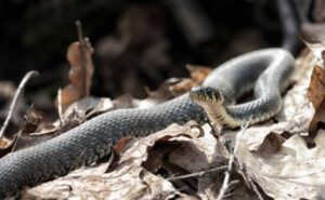 Fallecen tres estudiantes tras ataque de una serpiente en internado de India