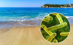Bacteria “carnívora” causa siete muertes en Florida y Luisiana; alertan a bañistas