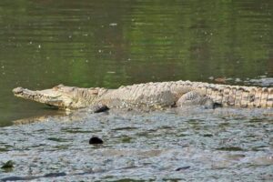 Alerta por muerte de 11 cocodrilos en Puerto Vallarta; matarlos es delito