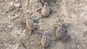 Registran por primera vez nacimiento de tortuga caguama en Catemaco; liberan 88 crías
