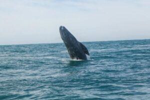 “Las ballenas también tienen derechos”: la batalla legal para protegerlas en el Golfo de California
