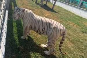 Aseguran 135 animales exóticos y 68 mil litros de diésel