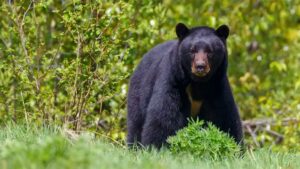 Oso negro entra a vivienda y hiere a hombre en Nuevo León