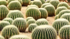 Multa de más de 300 mil pesos por usar este ingrediente en el chile en nogada