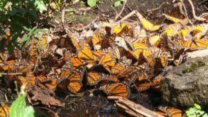 Un celular puede detectar el paso de la mariposa monarca por Guanajuato